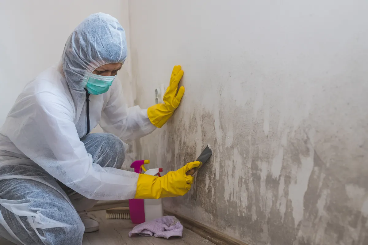 damp mould 2